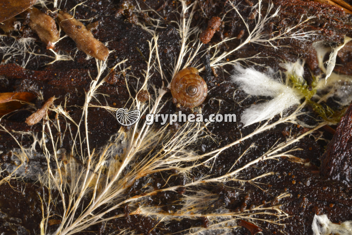 Mycélium forestier - gryphea.com